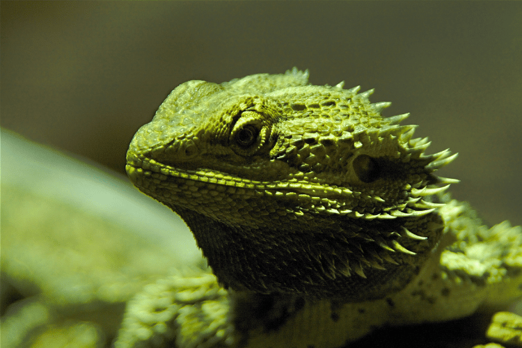 Bearded dragon close-up — their distinctive beard and alert expression makes cool names particularly fitting
