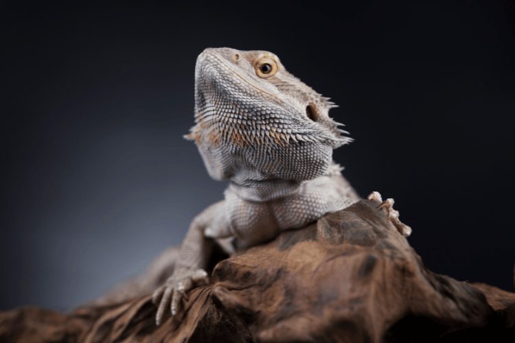 Pet bearded dragon lizard — the naturally serious expression of many lizards makes funny names especially entertaining