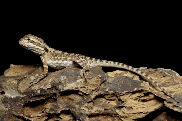 A Rankin's dragon side profile showing the compact body and rounded head characteristic of Pogona henrylawsoni