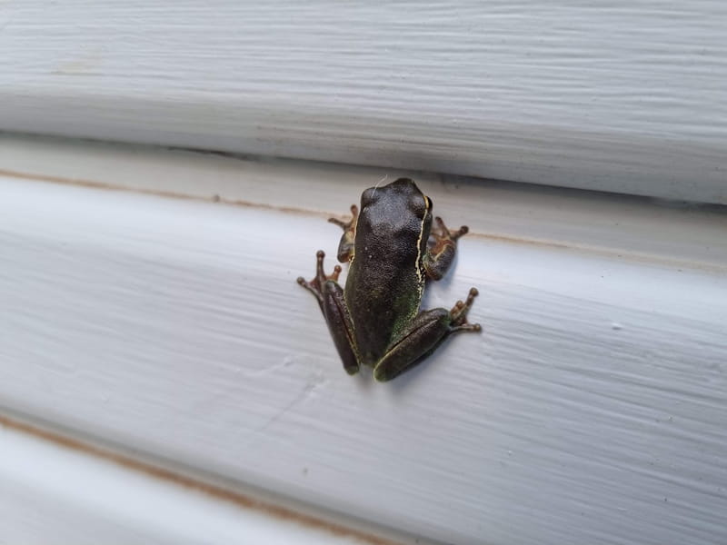 Freddy Frog jumped onto the side of our house