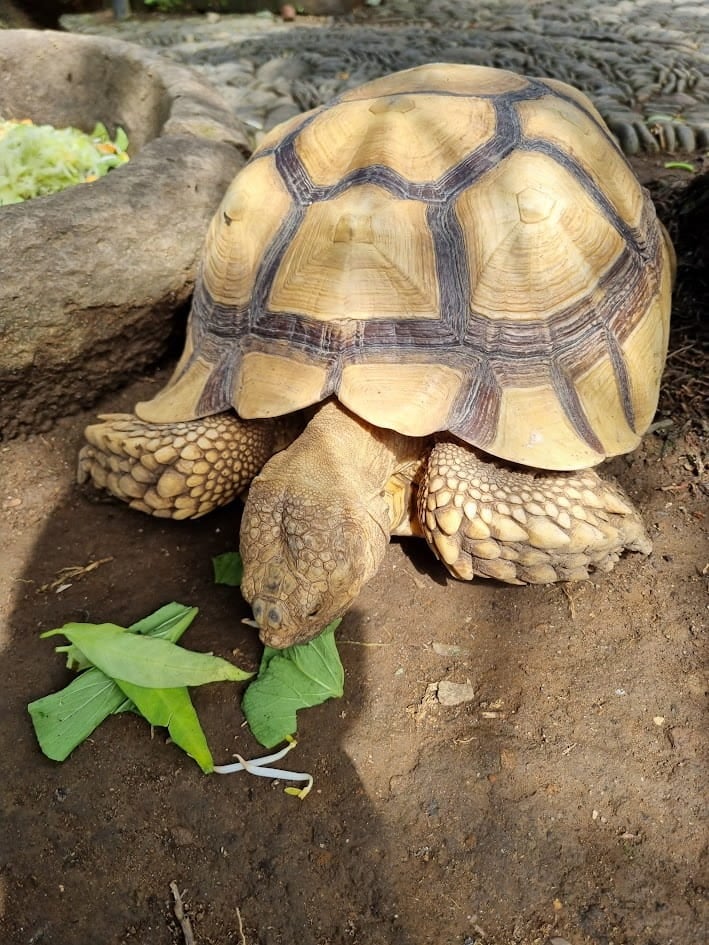 sulcata tortoise Sulcata tortoise eating. Image taken by James Kenneth