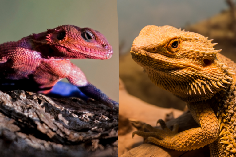 Photo of a Comparison Between Agama and Bearded Dragons