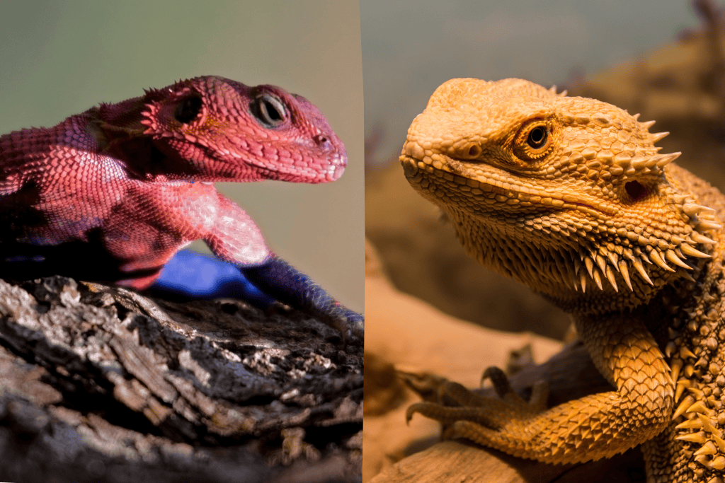 Agama vs Bearded Dragons
