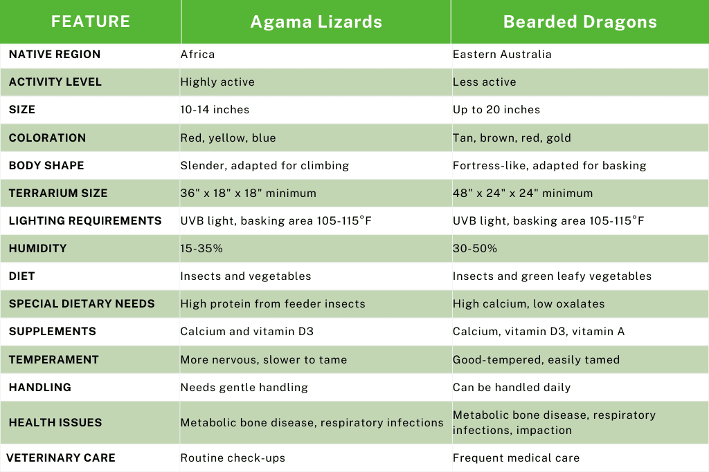 Agama vs Bearded Dragons: What’s the Difference?