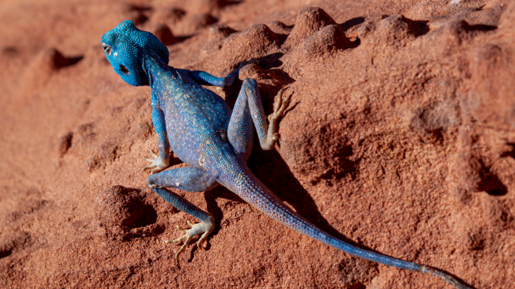 Blue Agama Lizard on Red Sand