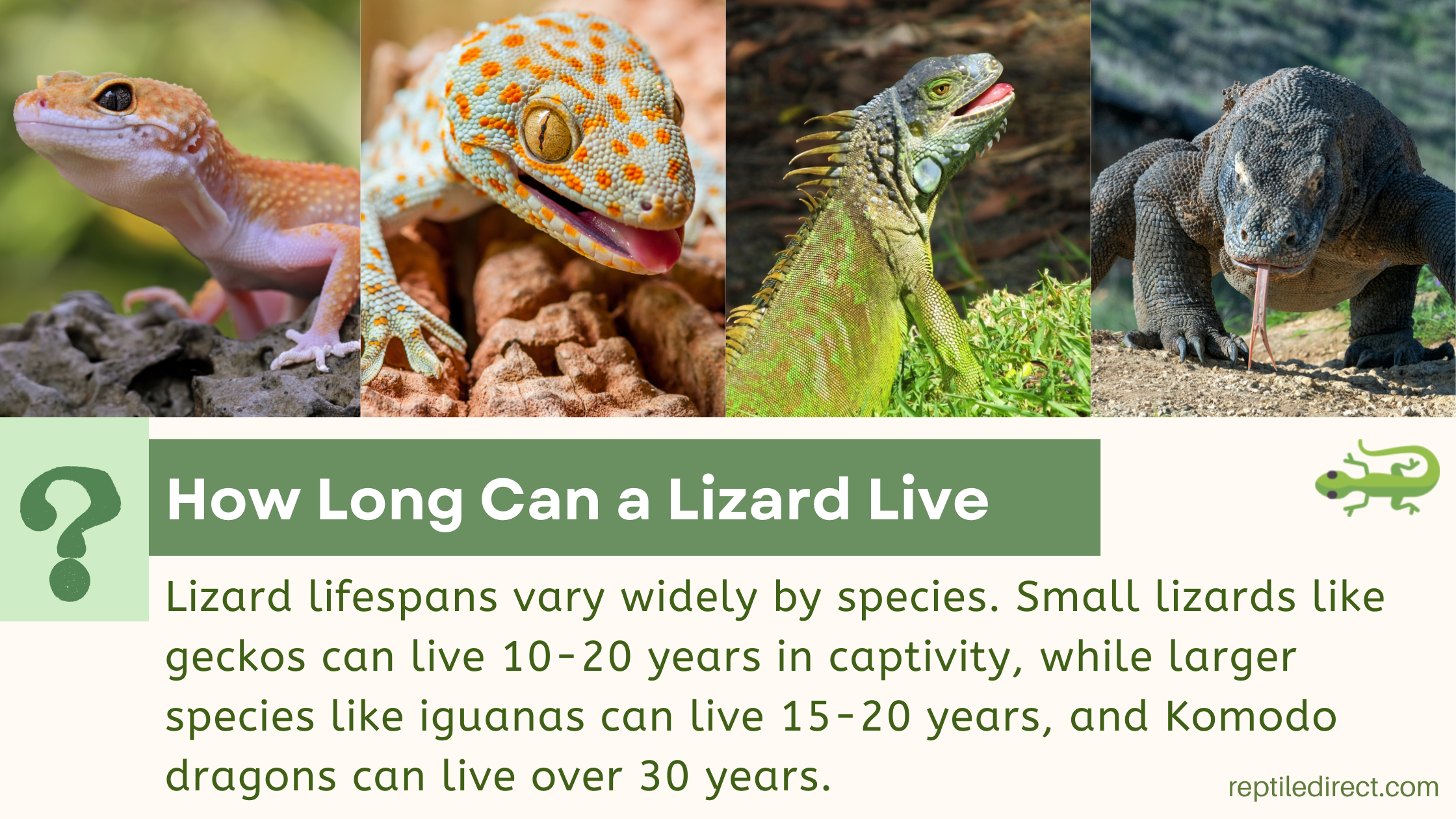 Factors affecting how long a lizard lives — environment, diet and health care are the key variables