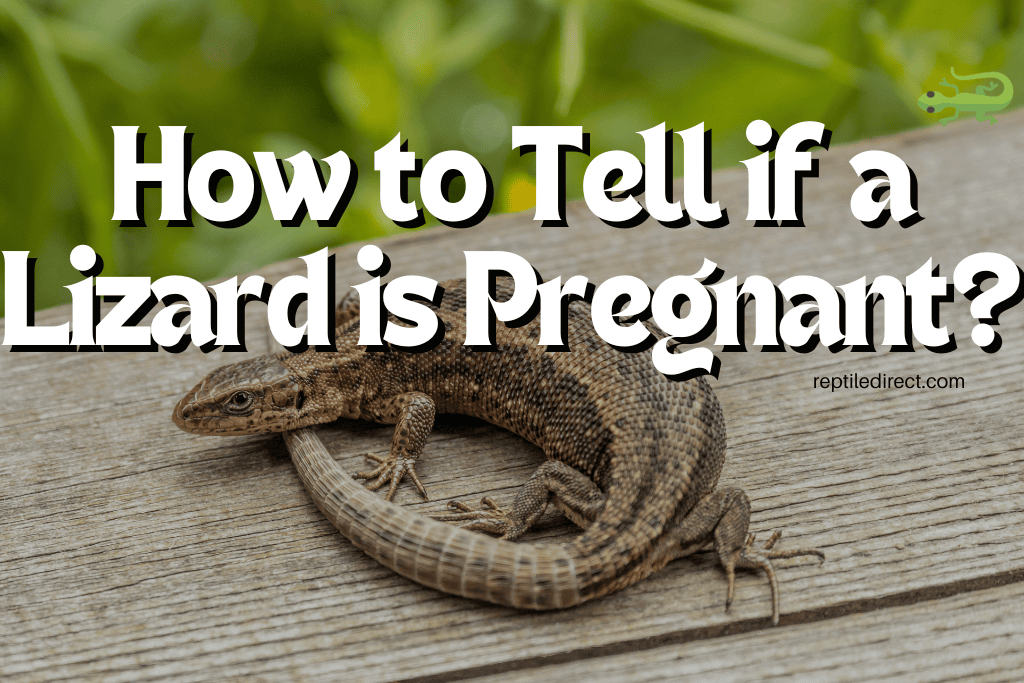 How to Tell if a Lizard is Pregnant - Recognising a gravid female lizard — signs include abdominal swelling, visible eggs, digging behaviour, and appetite changes