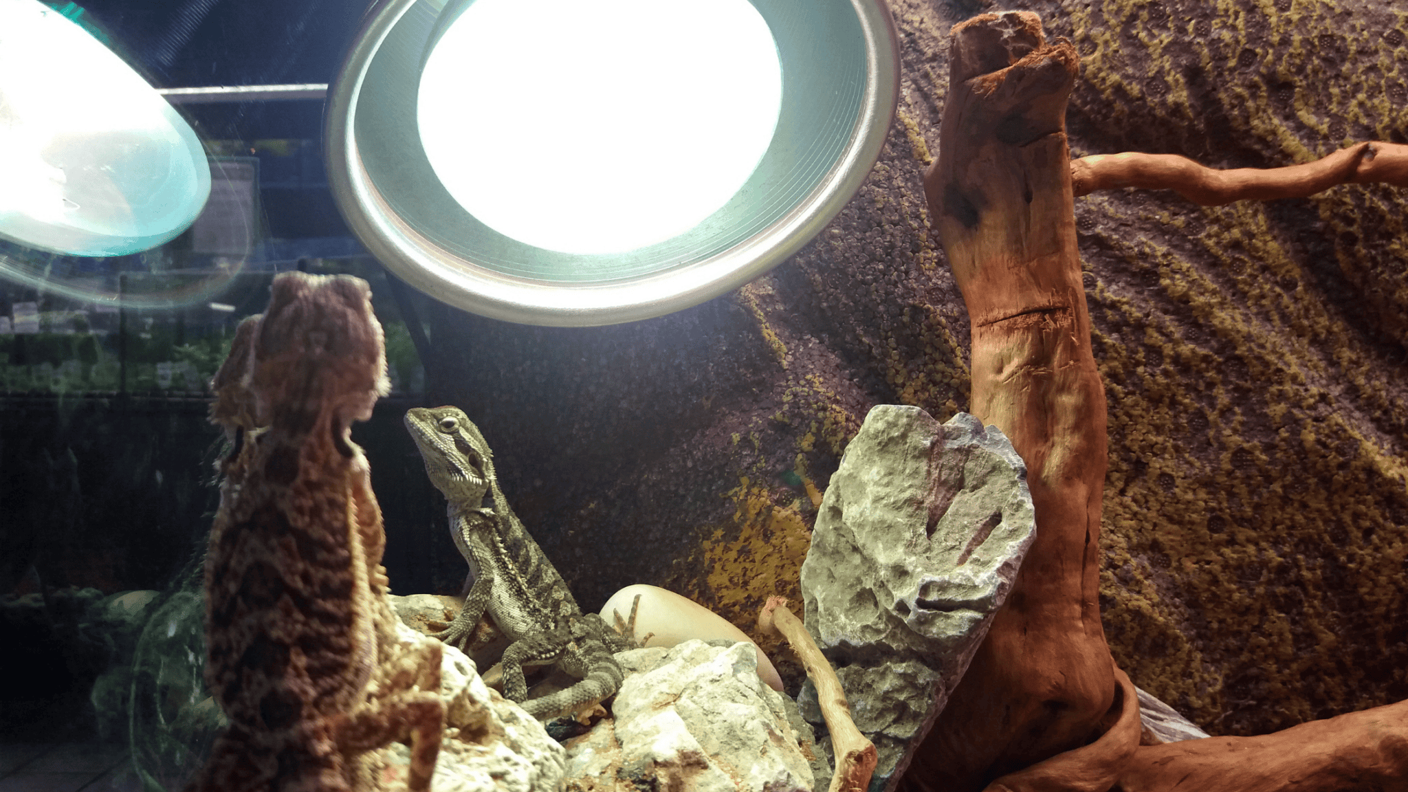 How to Save a Dying Lizard? - Reptile Direct