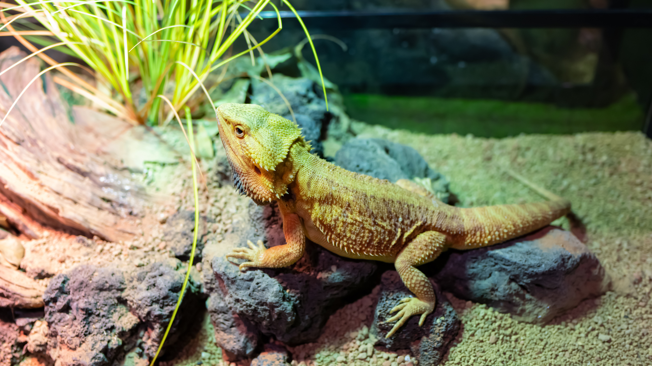 Bearded dragon in a well set up tank — correct temperature gradient, UVB lighting and décor are essential