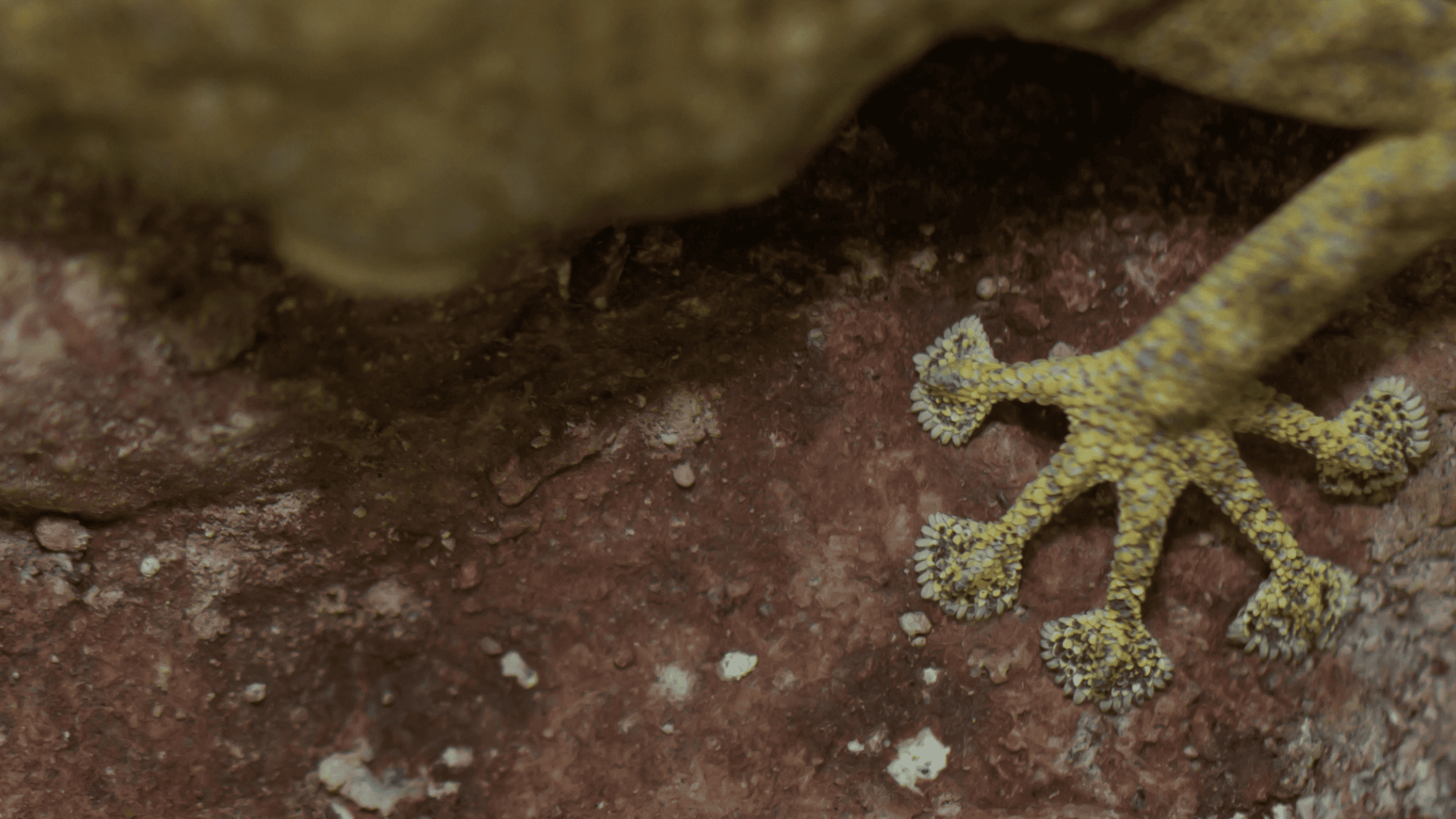 Close-up of gecko foot and toes — checking for retained shed, swelling or discolouration after every shed