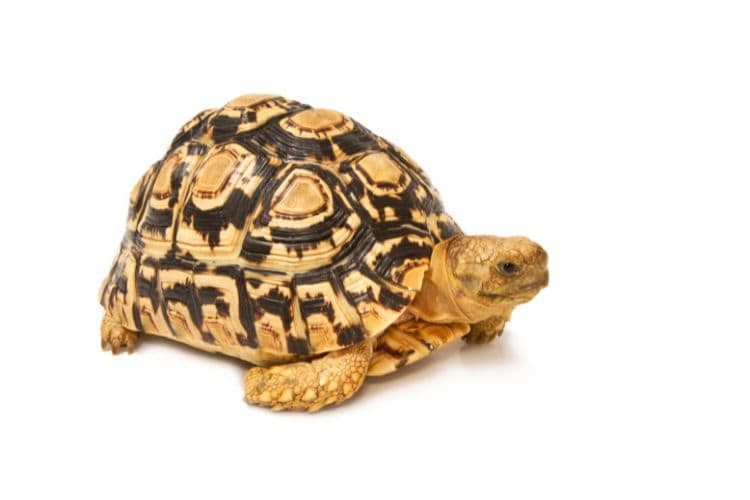 African spurred sulcata Tortoise