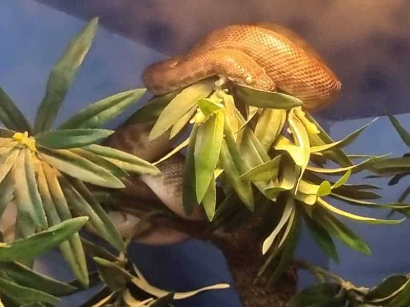 A Children's Python on a branch in its tank, photo taken by James while visting a breeder