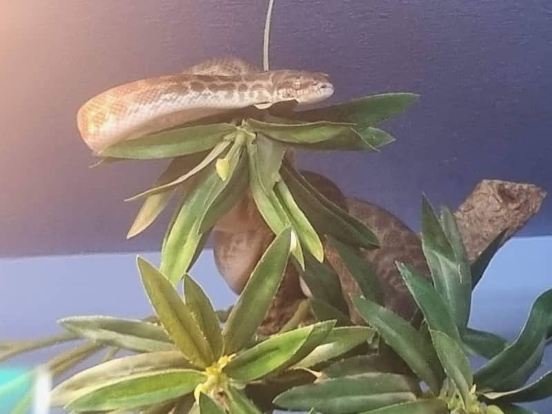A Children's Python in its tank