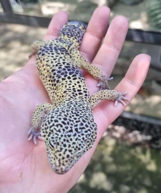 ecko showing stress body language — clicking sound warning signal