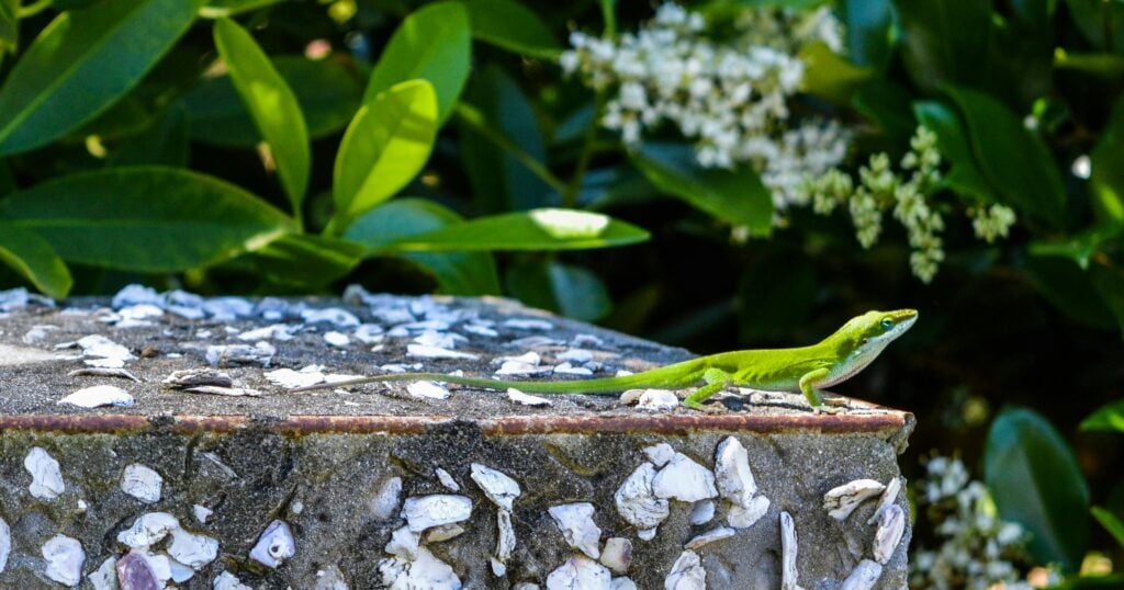 pexels-photo-1093308-1093308 Bright green lizard Cuban knight Anole perched on a stone surrounded by lush greenery, highlighting nature's beauty.